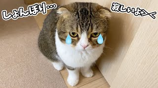 🐈飼い主が違う部屋にいると猫が寂しくて落ち込んじゃいます…泣