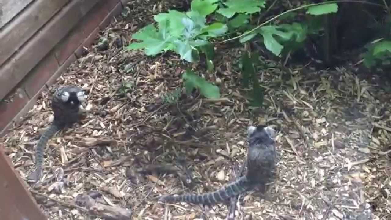 'Monkey Heaven' - A beautiful attraction of Isle of Wight.