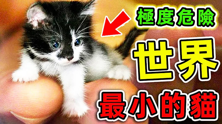 全世界最小的10隻貓！身材比手指還小，卻是最可怕的生物之一，看見千萬小心。|#世界之最top #世界之最 #出類拔萃 #腦洞大開 #top10 #最小的貓 - 天天要聞