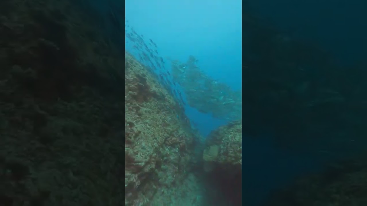 ダイビング粟国島 筆ん崎 ギンガメトルネード Youtube