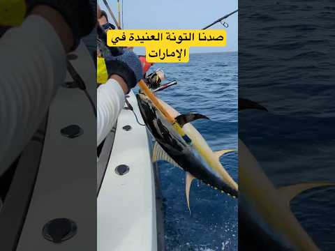 التونة العنيدة في الإمارات  صيد  صيدالسمك سمك بحر الصيد حوض 