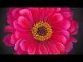 Zinnia Flower Acrylic Painting LIVE Tutorial