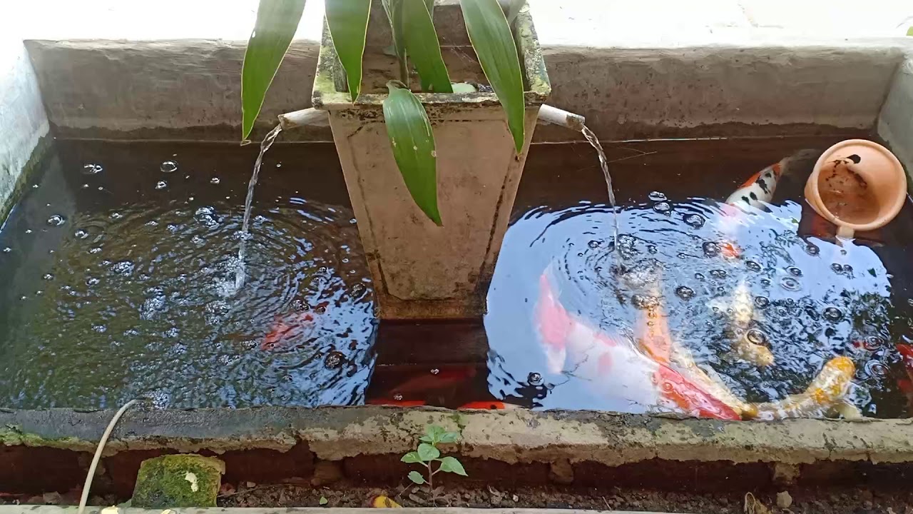  Cara  Memelihara Ikan  Koi di Kolam Kecil  YouTube