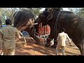 Elephant Ravi shifted from   sakrebylu camp to Khana Thiger Reserve