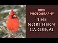 Bird Photography Tip - How to Get Proper Exposure in the Snow