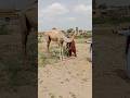 "Unbelievable Village Scene! Man Tying Camel’s Legs 😱🌵"