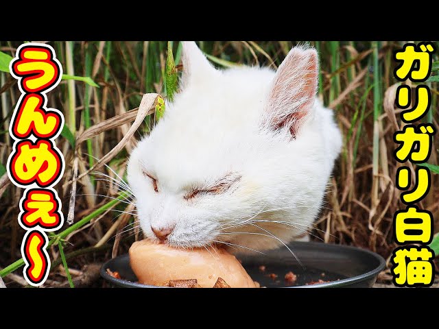 When you feed a skinny white cat - YouTube