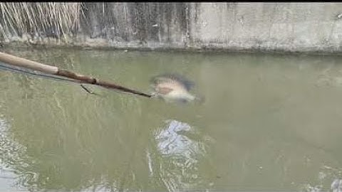 Kích cá hai ông cháu đánh cá mương lớn gặp đàn cá phi khủng