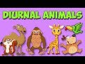 Diurnal and Nocturnal Animals Quiz