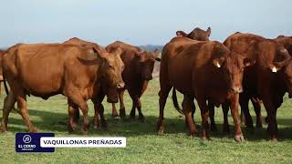 Vaquillonas Prenadas El Cerro