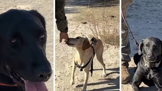 Meet the TPWD K-9 team tasked with search and rescue across the state