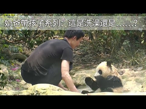 《熊貓早晚安》奶爸帶孩子系列：這是洗澡還是……？ | iPanda