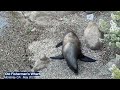 Sea Lions at Monterey Wharf