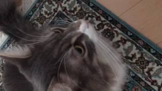 袋を舐める猫 ノルウェージャンフォレストキャットLick a plastic bag. Norwegian Forest cat.