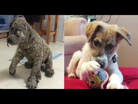 Video: Eleştirel Hasta Evsiz Köpek Hayata Hayat Verir Ama Sonra İnanılmaz Olanlar