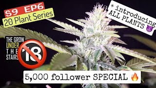 S9 EP6:  5,000 follower special! + ALL plants in flower + total weight for 2x4 Spider Farmer harvest
