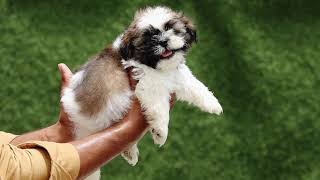 shihtzu pups 🐶jai Guru ji kennel Delhi ncr 9999558041 by Jai Guru ji kennel 92 views 2 years ago 26 seconds