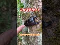 野生のアンタエウスオオクワガタがいた樹