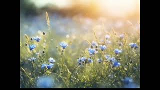 Aesthetic Serene Daisy Field | Peaceful Nature visuals🪷
