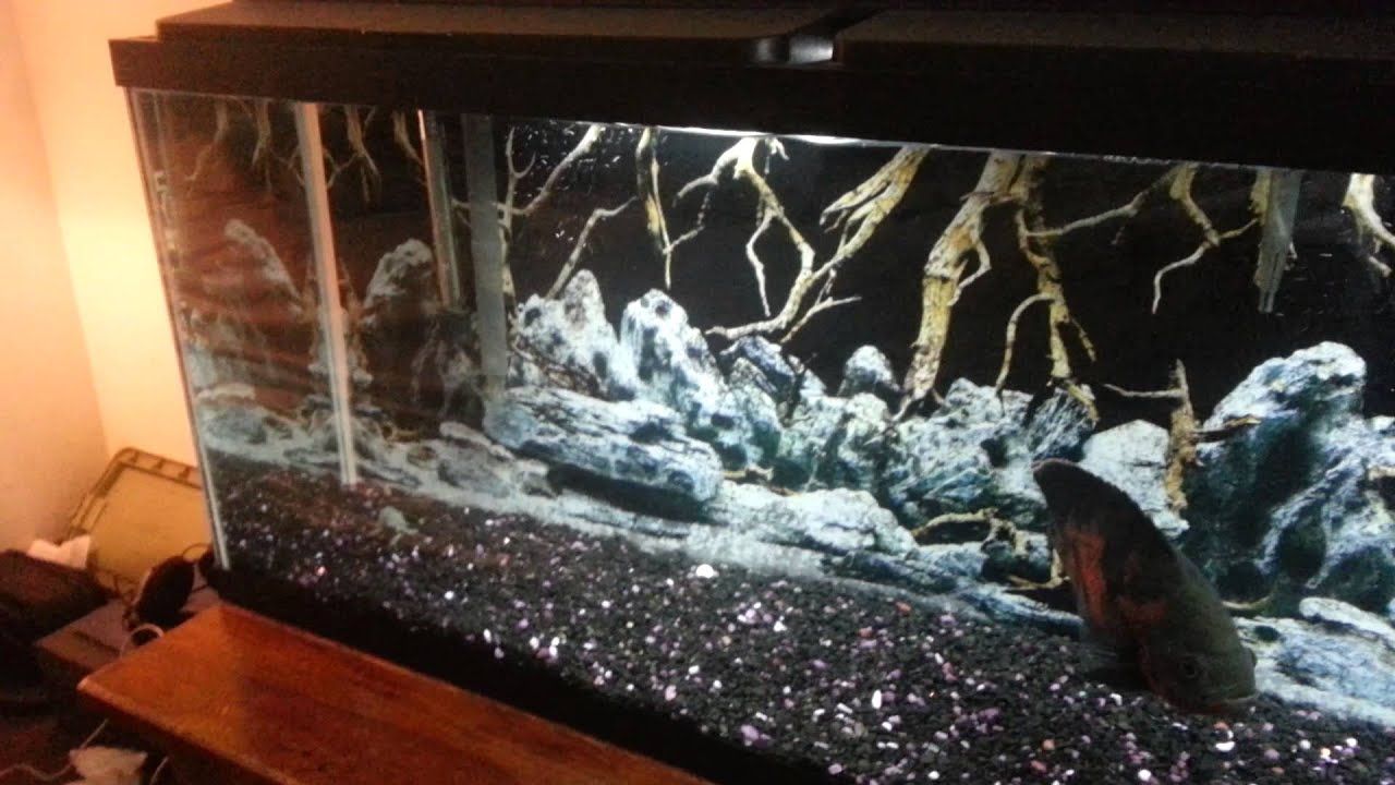55 gallon Tiger Oscar tank. YouTube