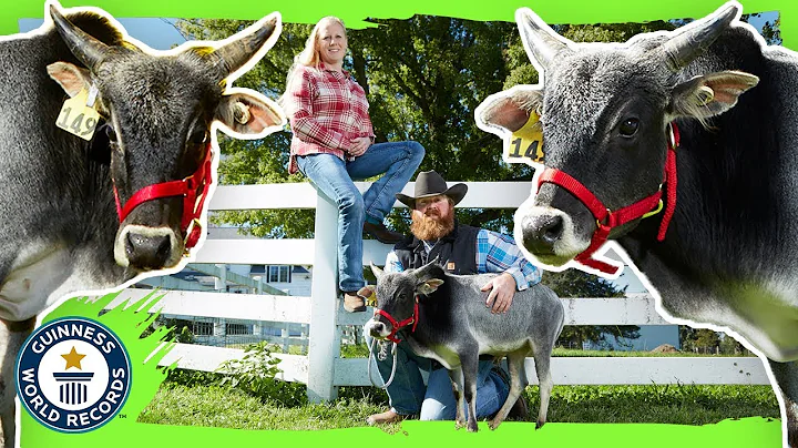 Humphrey: The Shortest Bull in the World! - Guinne...