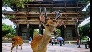 A Whimsical Journey to Nara in Japan (4 Minutes)