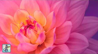 Beautiful Flowers 🌷 Amazing Nature Scenery & The Best Relax Music