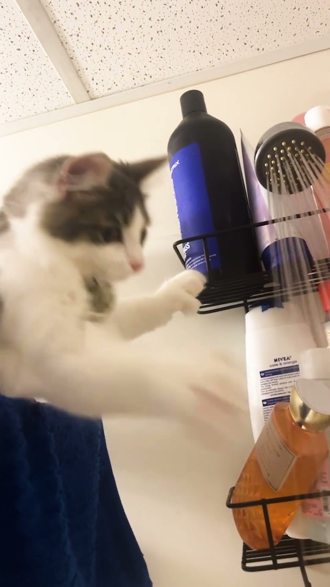 Cat Jumps In Every Shower Her Mom Takes | The Dodo