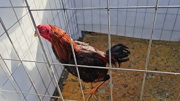 Go See Junglefowl and Thai Roosters. Mus saib Qaib Dib thiab Qaib thaib.