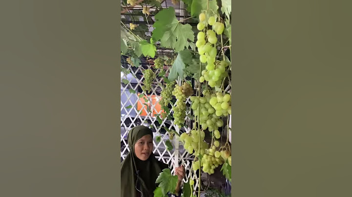 Resep Pupuk Anggur Berbuah LEBAT
