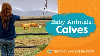 Baby Animals Calves The Good And The Beautiful