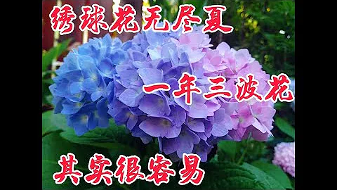 绣球花无尽夏，如何保证它一年内多次开花。【莎拉养花】 - 天天要闻