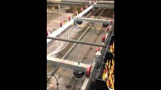 Haakman Flowerbulbs Hm Flowers 2013-03-13 08.29.12