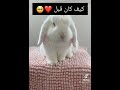 الارانب ليست للتجارب احموا الارنب رالف الارانب ليست للتجارب احموا الارنب رالف