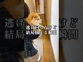 日頃の運動不足からか呆気なく捕まる柴犬#いぬのきもち#柴犬の日常#柴犬の癒し#しばいぬ#shibainu