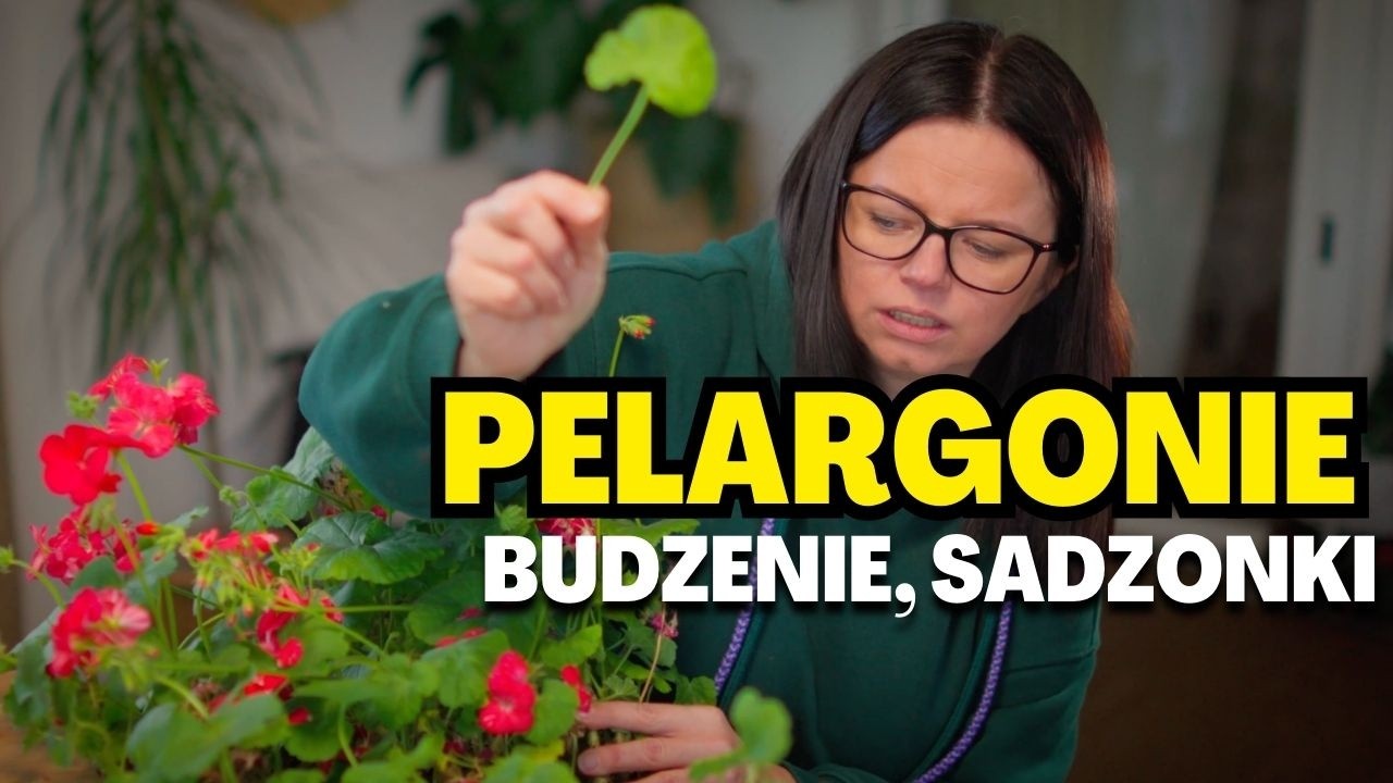 Jak obudzić pelargonie po zimie?  PIELĘGNACJA I ROZMNAŻANIE