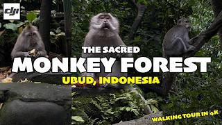 🇮🇩 Sacred Monkey Forest | Ubud, Indonesia | Lots of Cheeky Monkeys