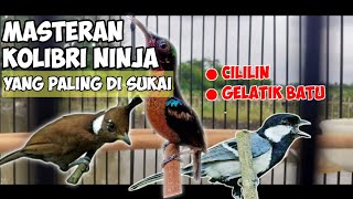 Masteran Cililin Dan Gelatik Batu Yang Mudah Masuk Untuk Konin || di jamin burungmu akan ikut bunyi