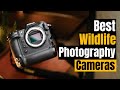 Best Cameras for Wildlife Photography 2025: Capture Birds &amp; Animals Like a Pro!