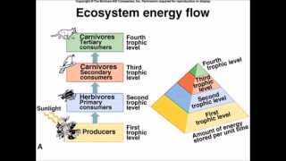 Photosynthesis as the Beginning of Life's Energy - davisp
