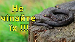 Найотруйніші Змії України! Якщо зустріли не чіпайте їх