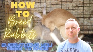 BREEDING RABBITSEVERYTHING YOU NEED TO KNOW