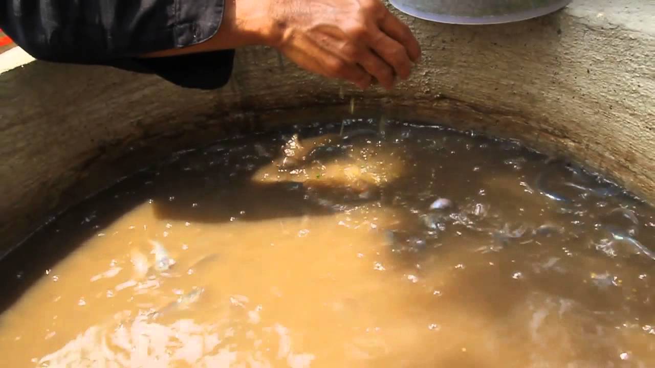 Lele kolam bis beton 