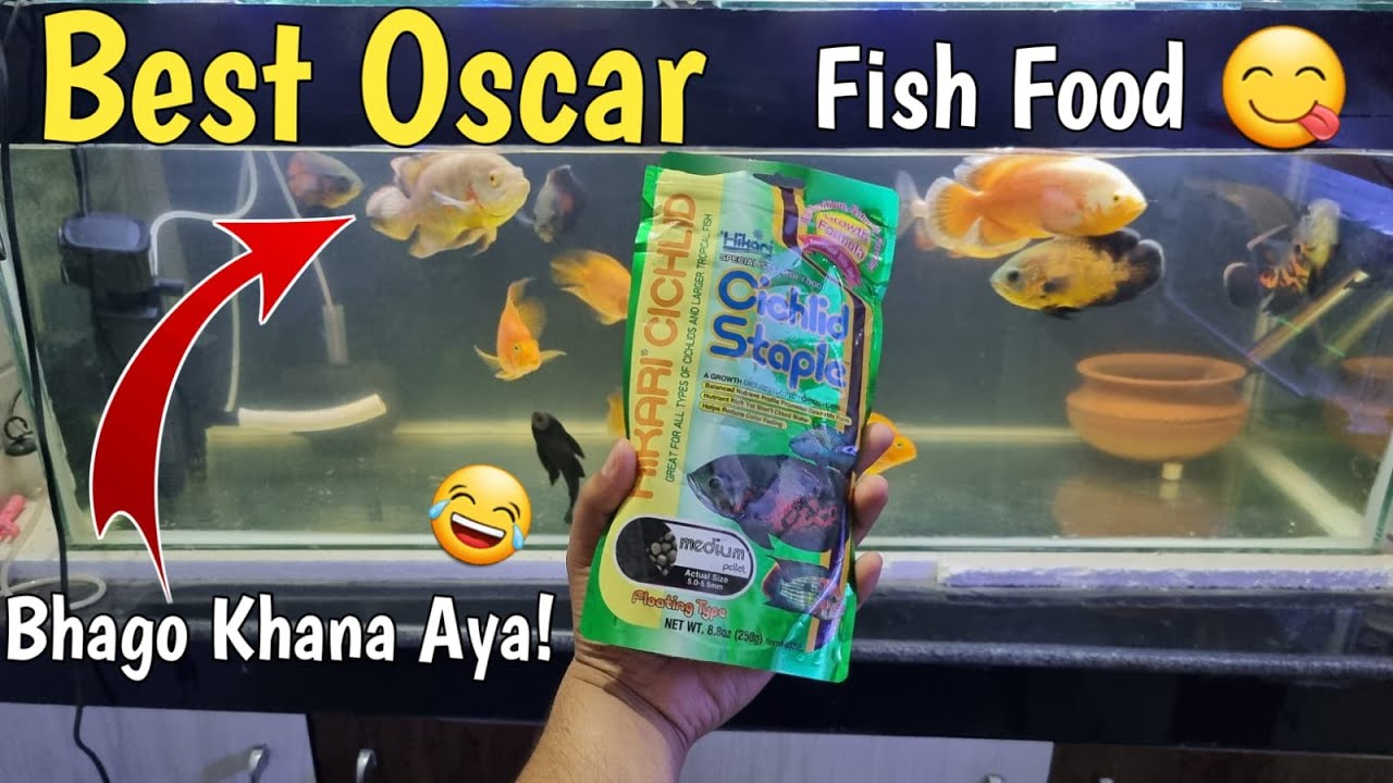 Best food for Oscar best oscar fish food Best food for Oscars and