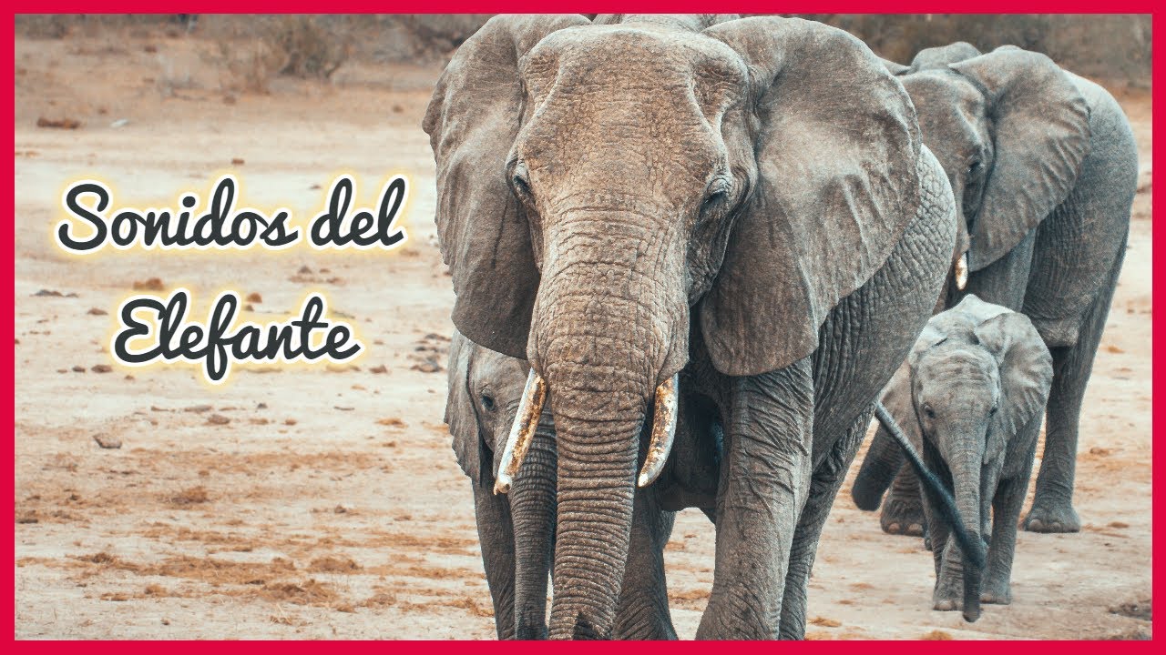 SONIDOS del ELEFANTE (15 Minutos) 🐘🎶🔊 - YouTube