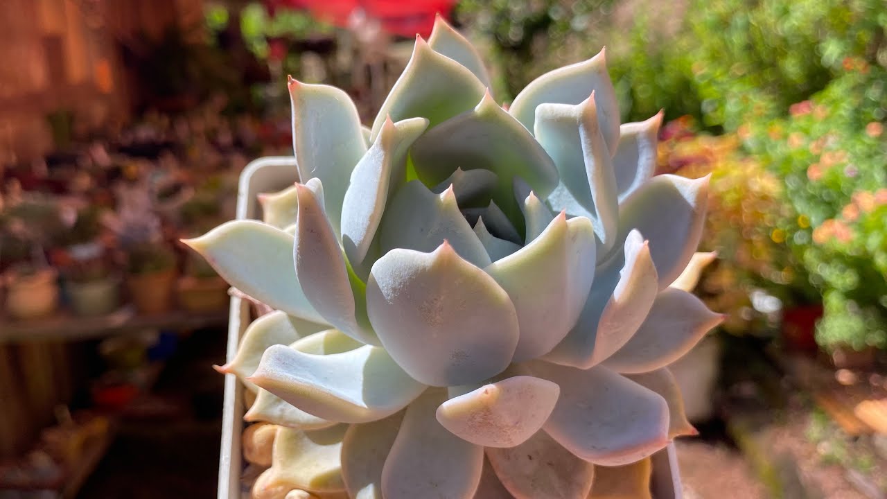 SUCULENTAS QUE PRECISAM SER ESTIMULADAS PARA SE MULTIPLICAR/DICAS DE CULTIVO SUPER PODEROSAS 