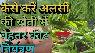 alsi me kit niyatran | अलसी की खेती मे कीट नियंत्रण