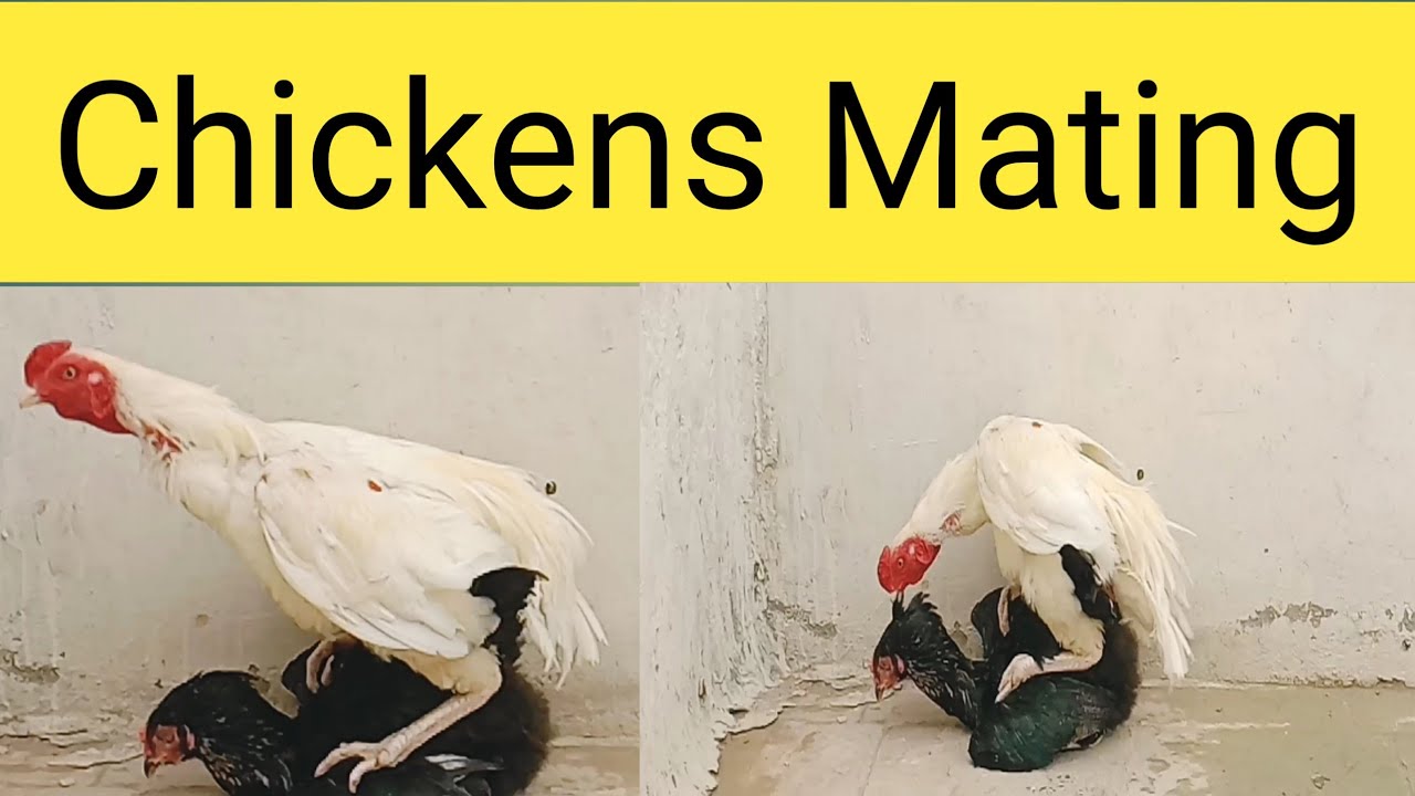 Chickens Mating/The Disturbing Reality of Chickens Mating