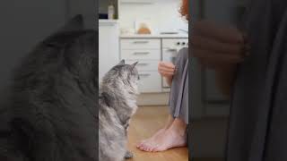Can Cats Learn Dog Tricks! #CatShorts #PetYouTube #CatTricks #YouTubePets #CatContent
