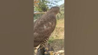 cara melatih alap alap jambul (crested goshawk) dari nol sampai hunting #hunting #falconry